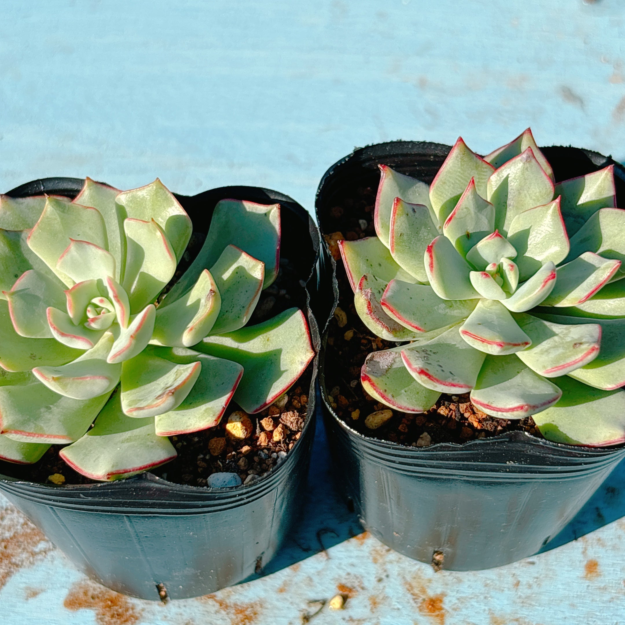 ストリクチフローラノヴァ A品 ポット苗 – Bull Succulent