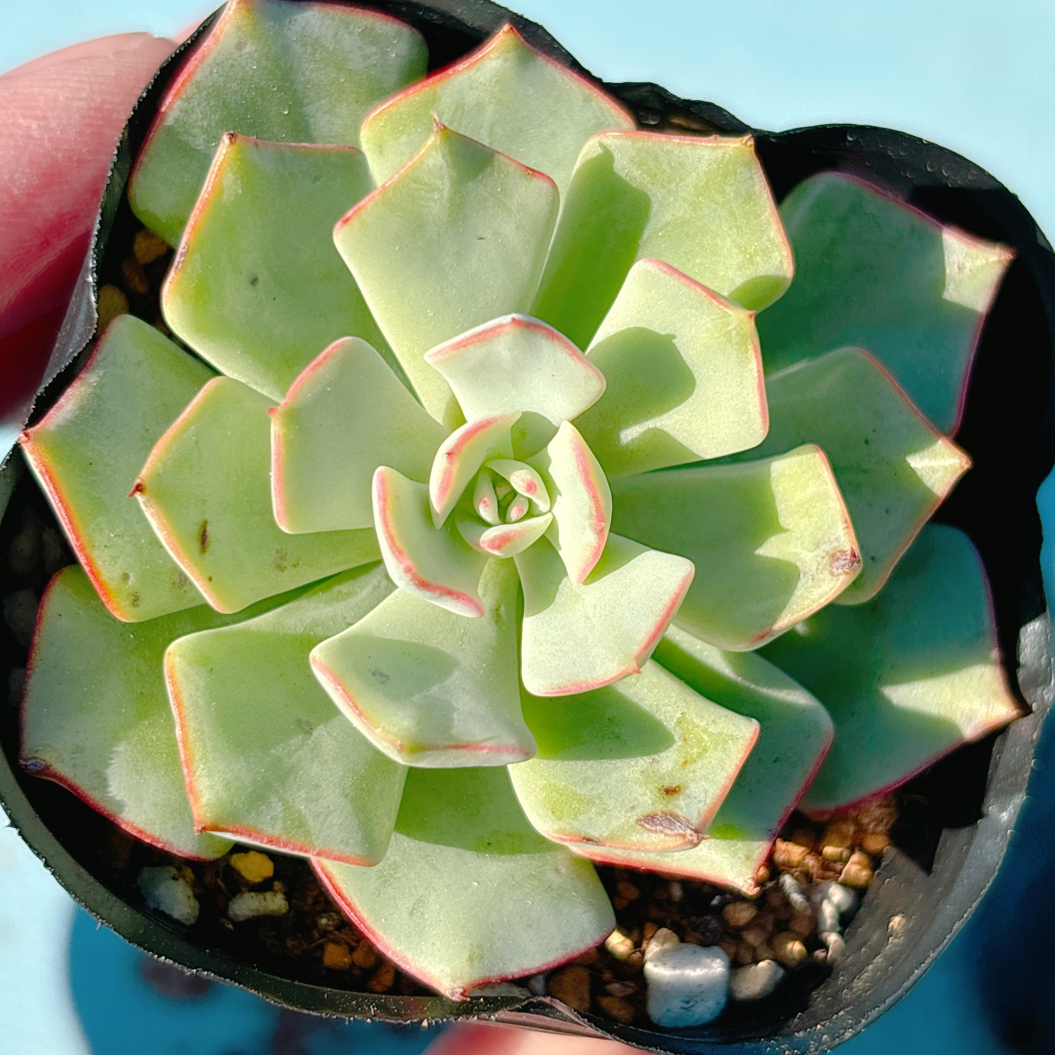 ストリクチフローラノヴァ A品 ポット苗 – Bull Succulent