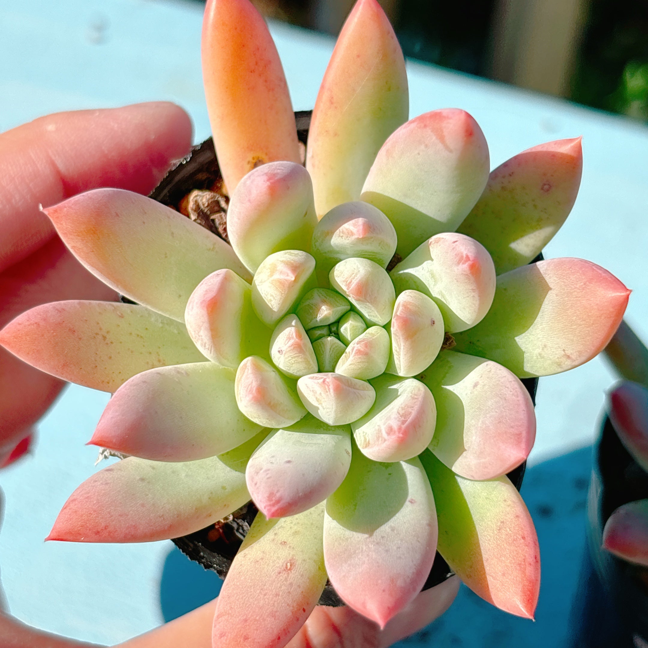 ストリクチフローラノヴァ A品 ポット苗 – Bull Succulent