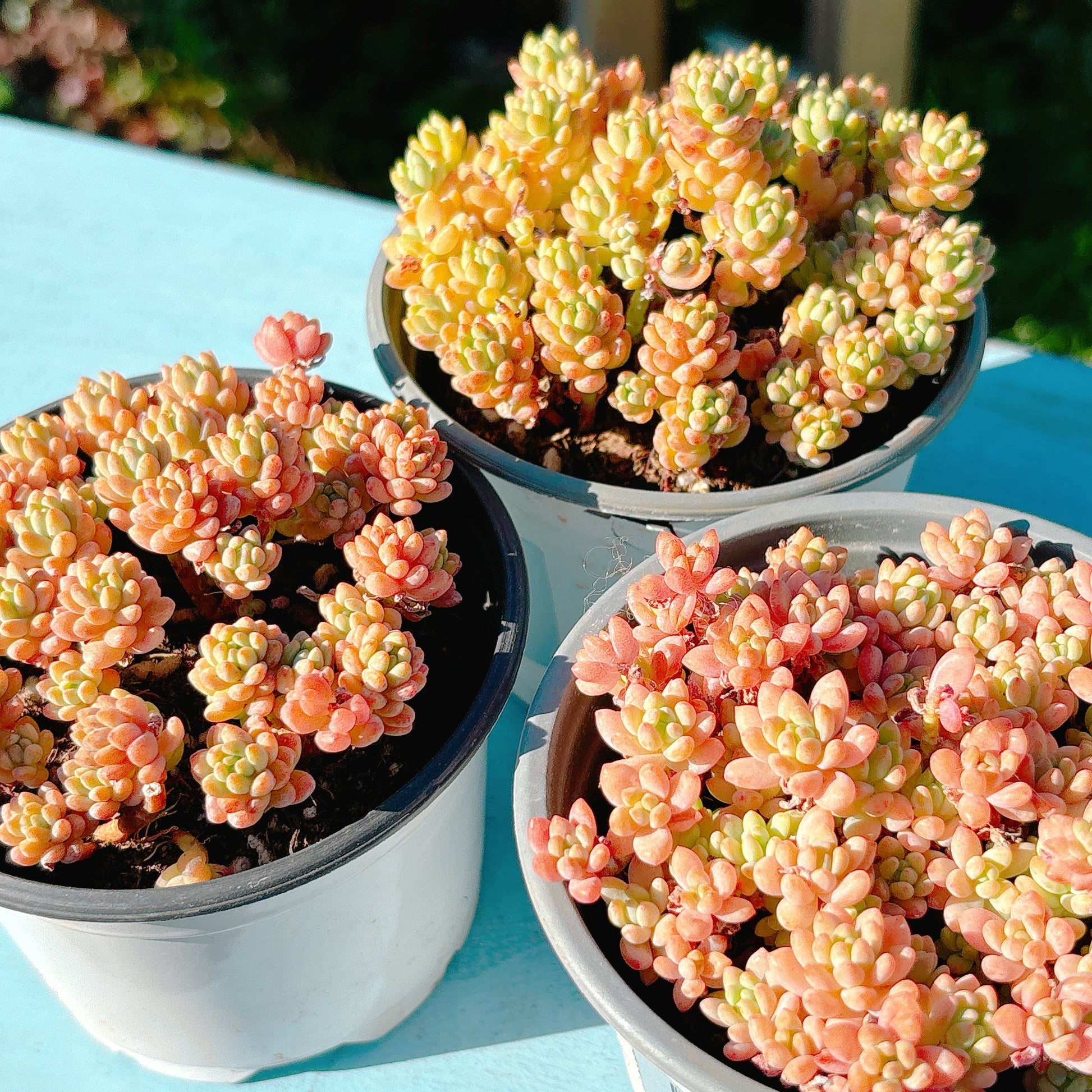 レッドベリーSP A品 ポット苗 – Bull Succulent