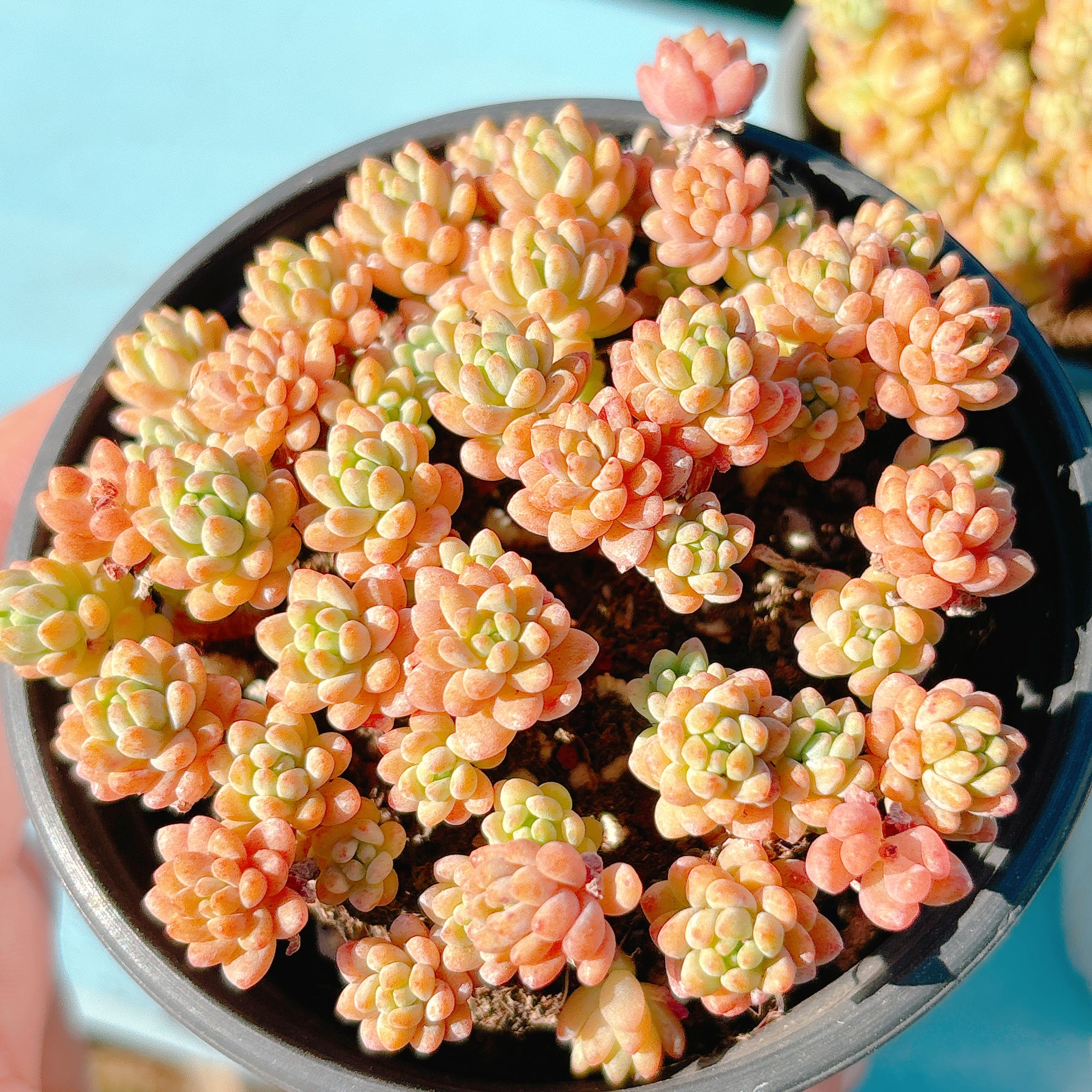 レッドベリーSP A品 ポット苗 – Bull Succulent