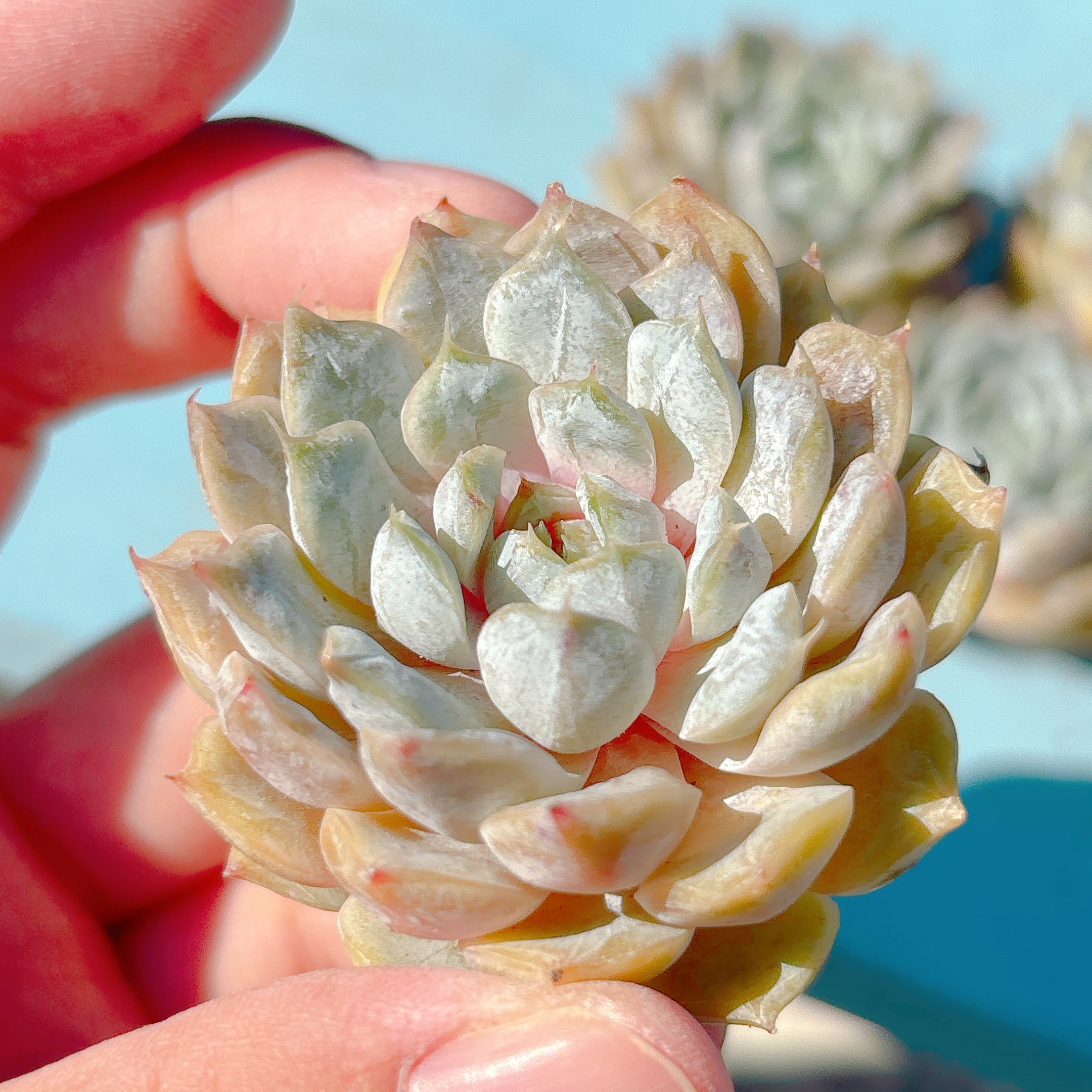 メアリーベル A品 – Bull Succulent