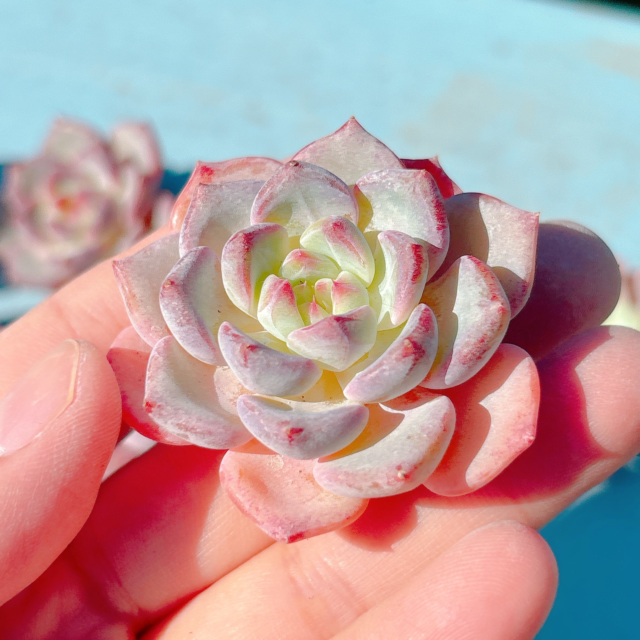 ストリクチフローラノヴァ A品 ポット苗 – Bull Succulent
