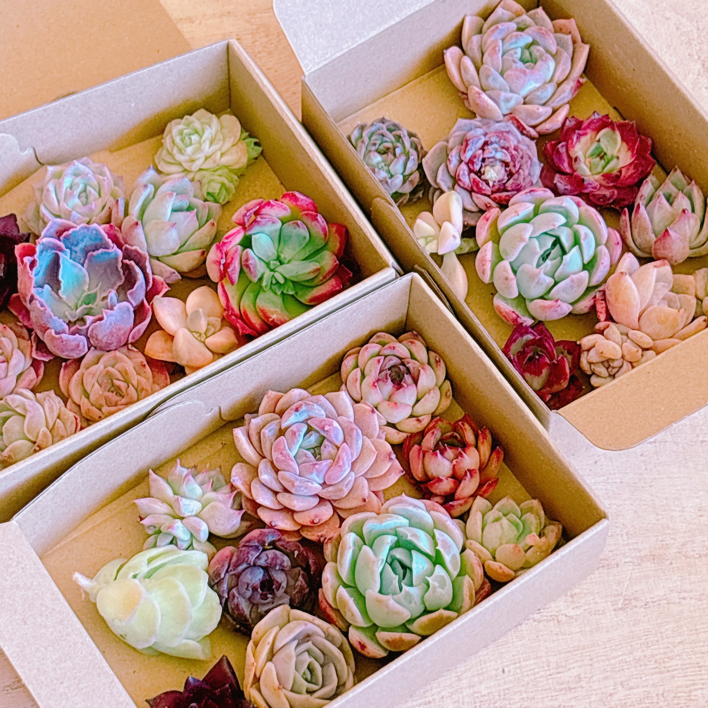 寄せ植えセット　A品