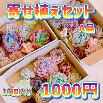 寄せ植えセット　A品