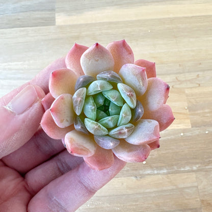 アメイジンググレイス　A品 　2025-12-01