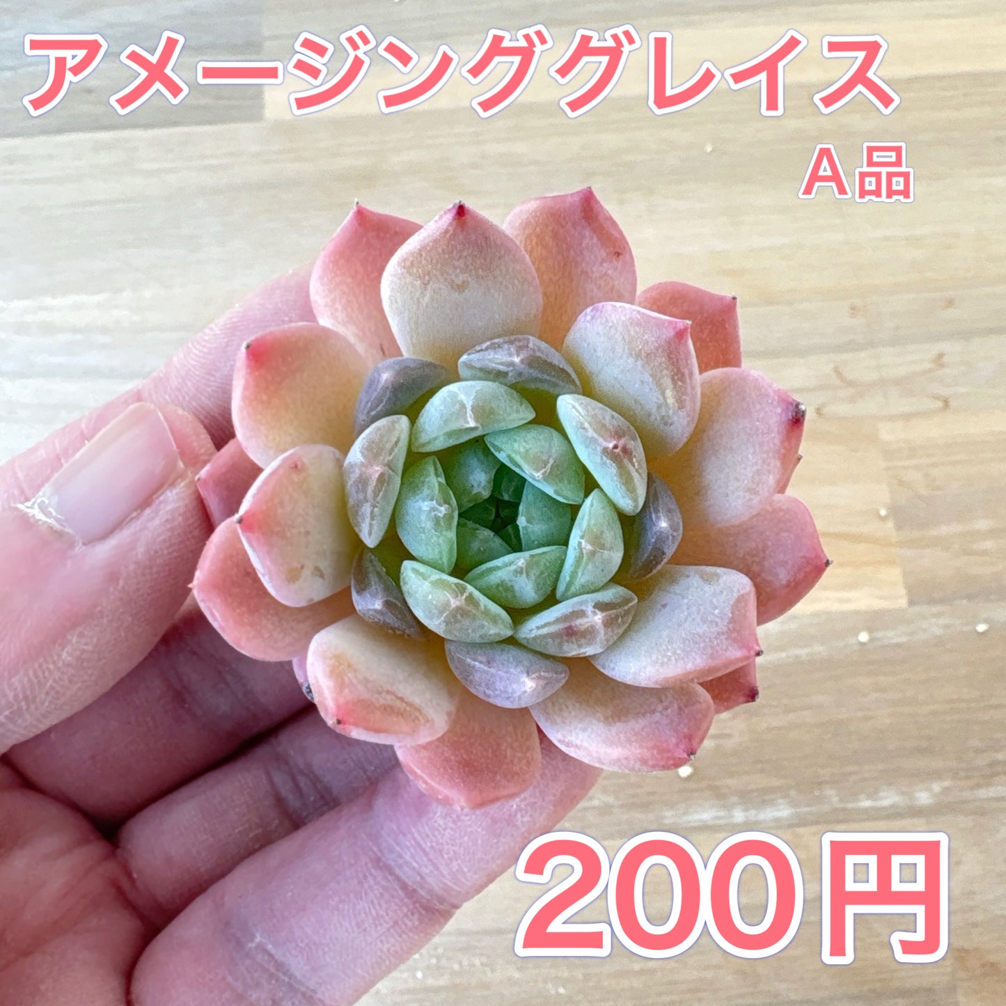 アメイジンググレイス　A品 　2025-12-01