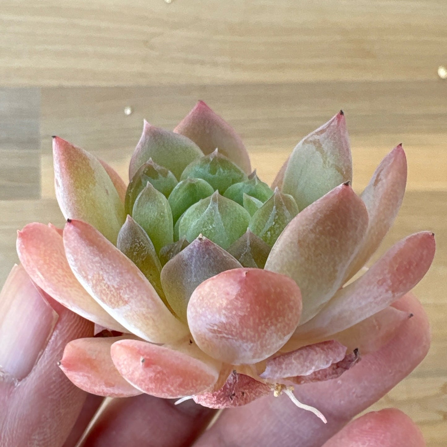 アメイジンググレイス　A品 　2025-12-01