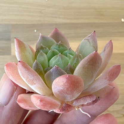 アメイジンググレイス　A品 　2025-12-01