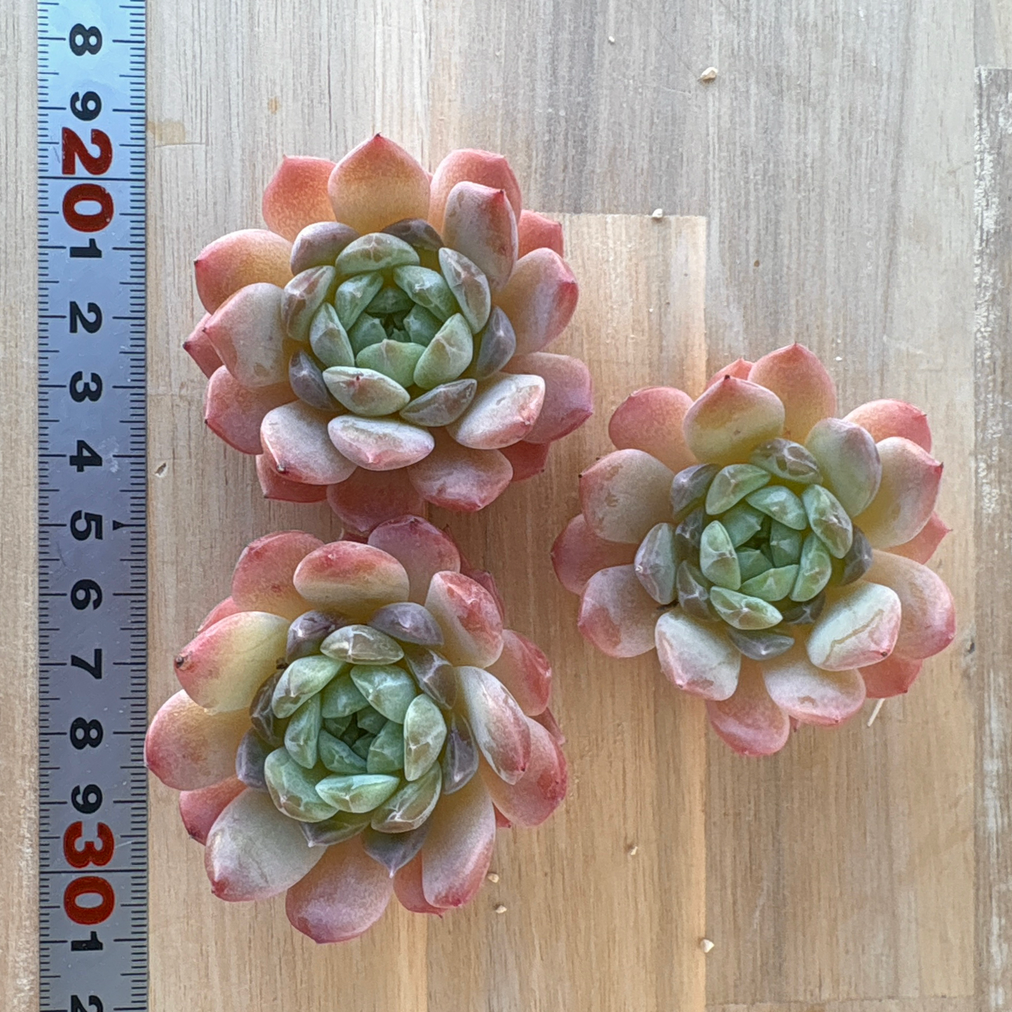 アメイジンググレイス　A品 　2025-12-01