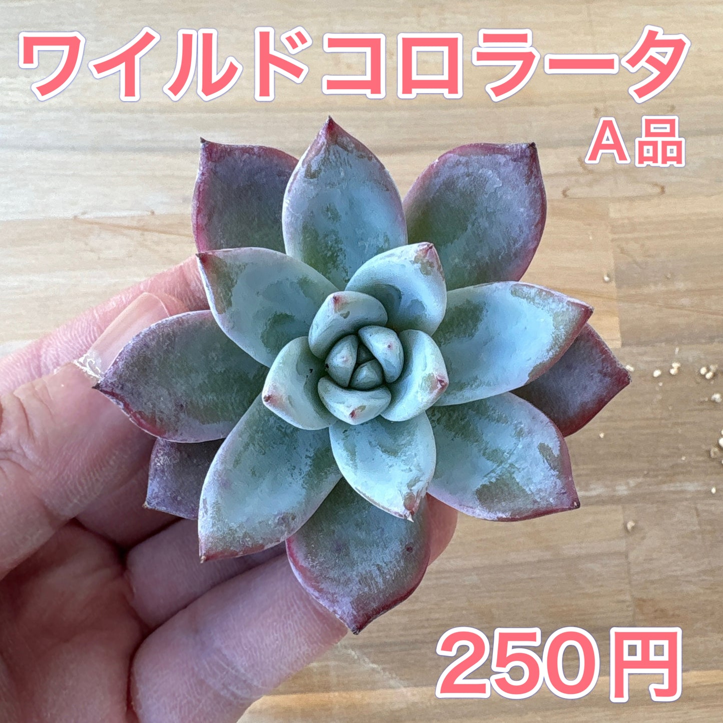 ワイルドコロラータ　A品　2025-12-01
