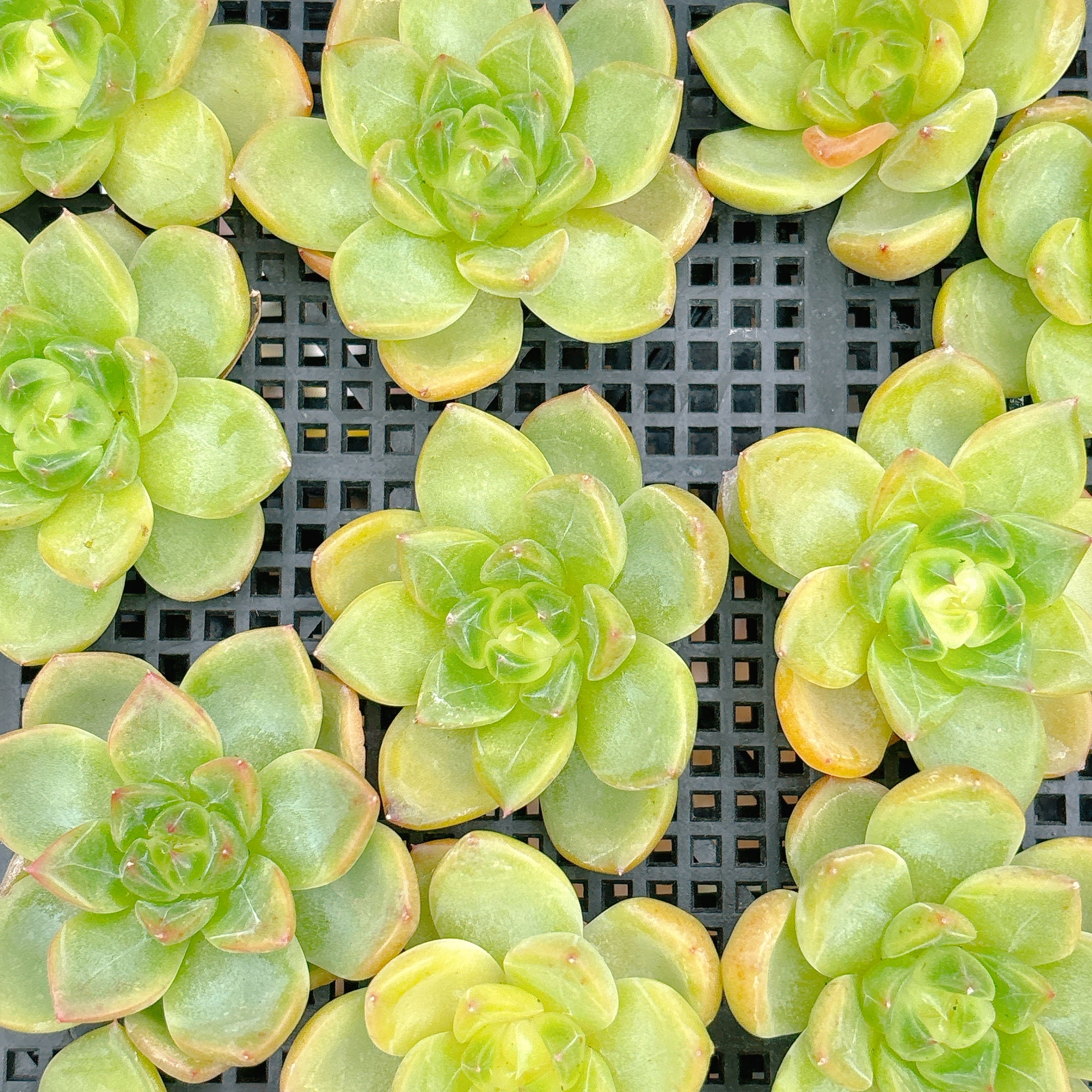 IMG_1708.jpg?v=1728113360&