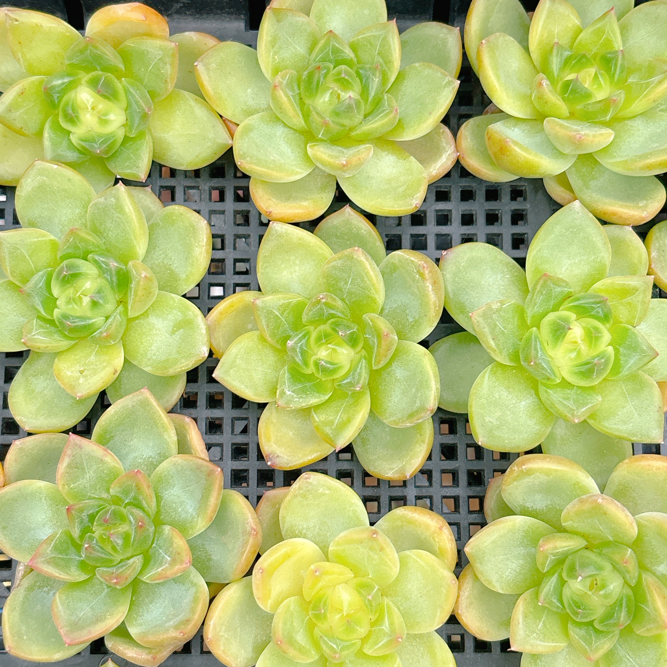 八重多肉植物。ジェニュインシェル。 八重様専用多肉植物。ジェニュインシェル。