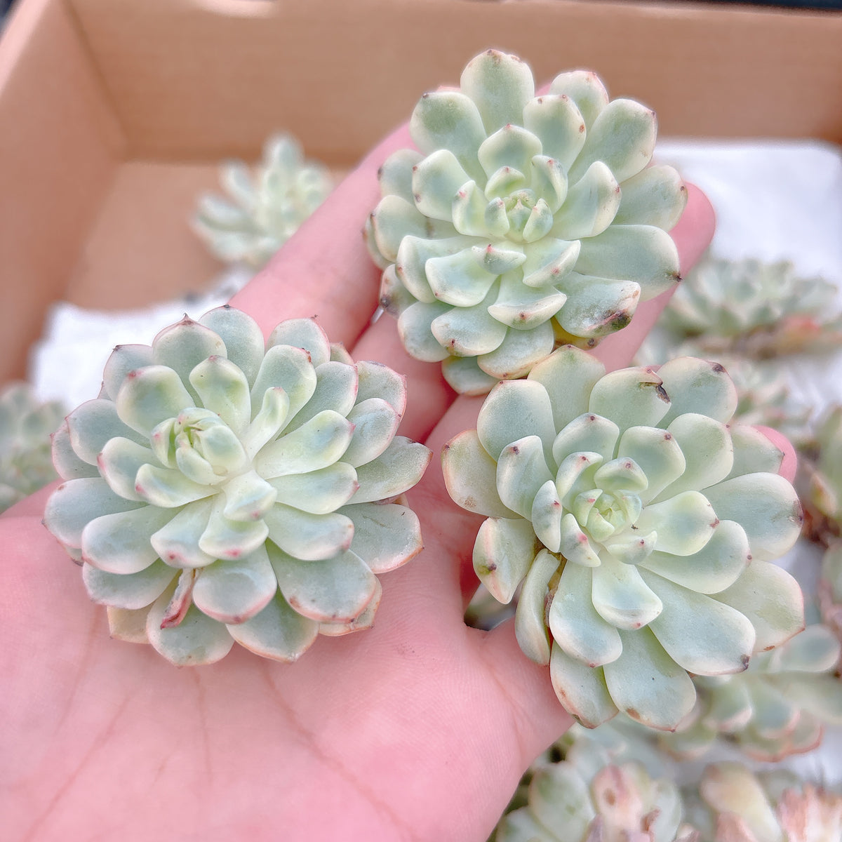 ホワイトミニマ錦 B品 – Bull Succulent