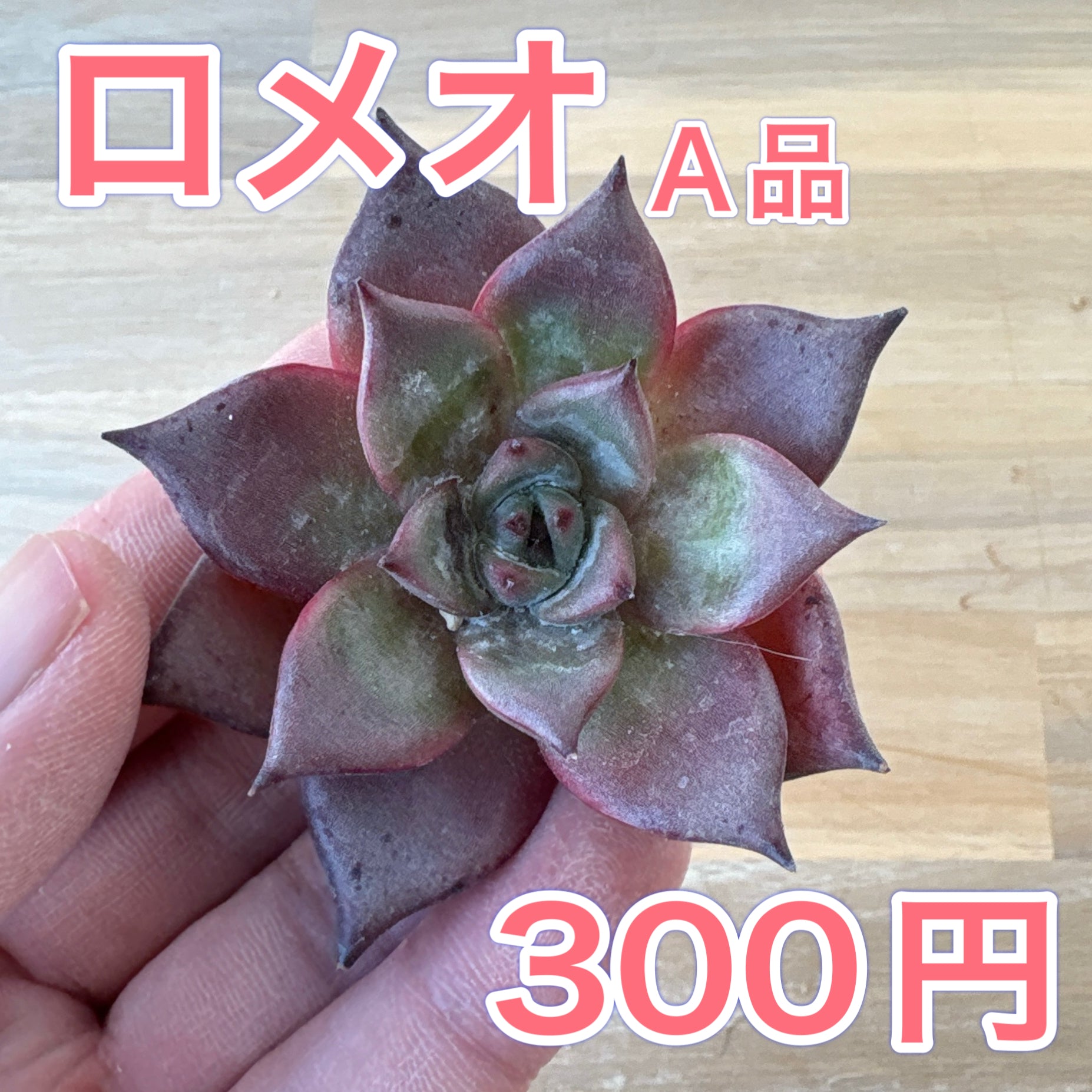 新商品 – Page 2 – Bull Succulent