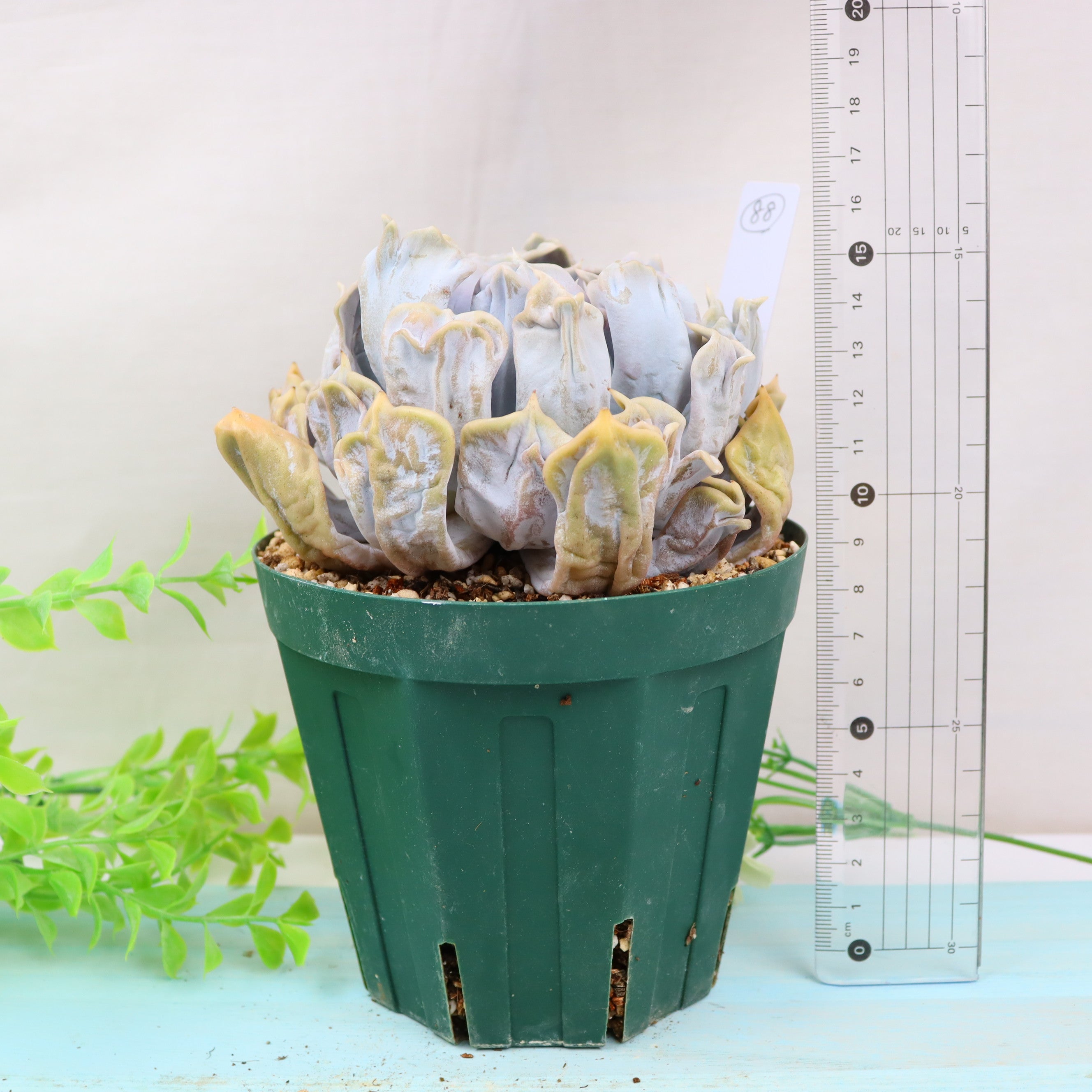 スリラーパール – Bull Succulent