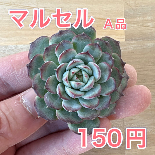 マルセル　A品　2025-12-01