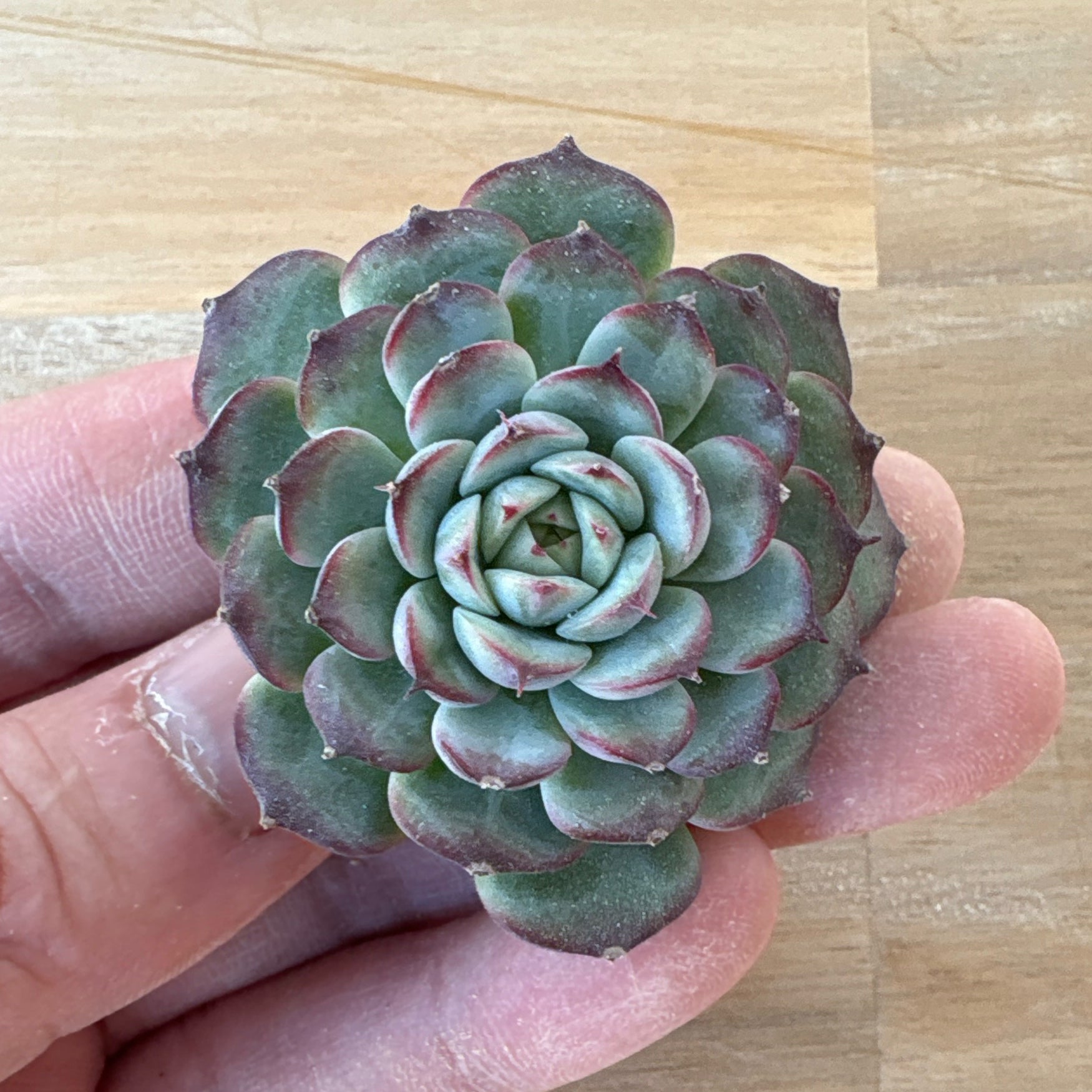 商品一覧 – Bull Succulent