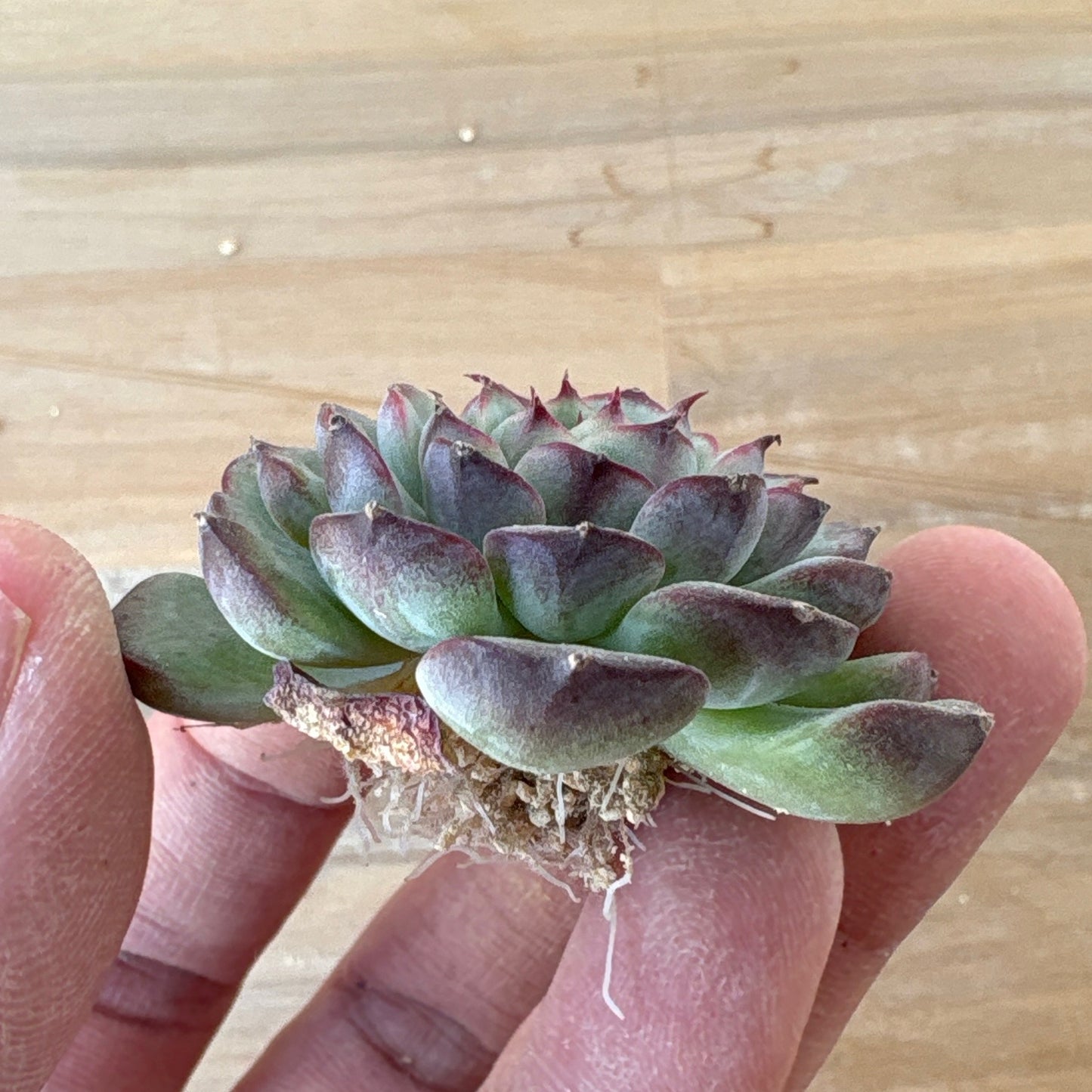 マルセル　A品　2025-12-01