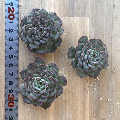 マルセル　A品　2025-12-01