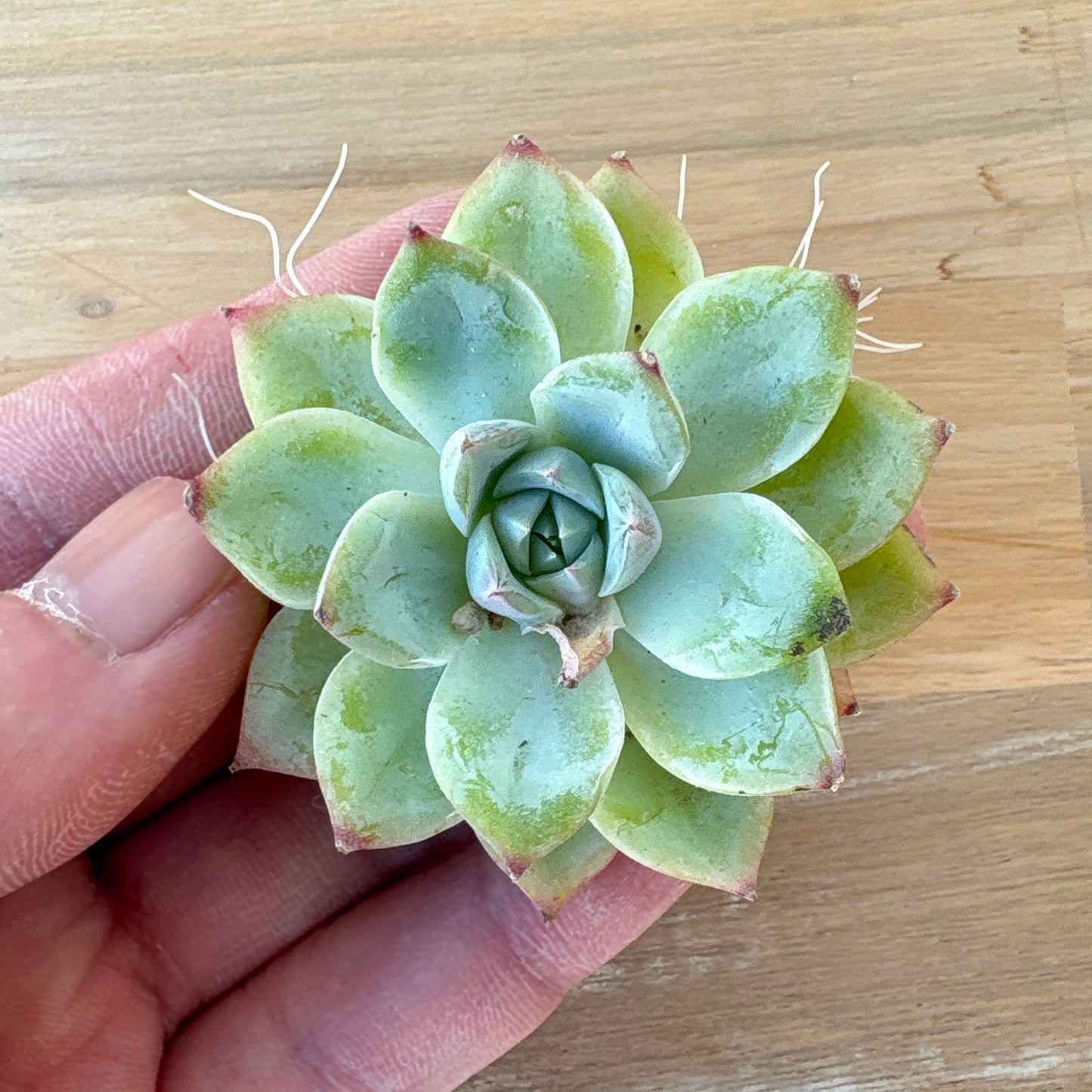 ピンククリスタルローズ　A品　2025-12-01