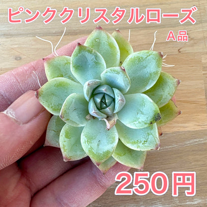 ピンククリスタルローズ　A品　2025-12-01