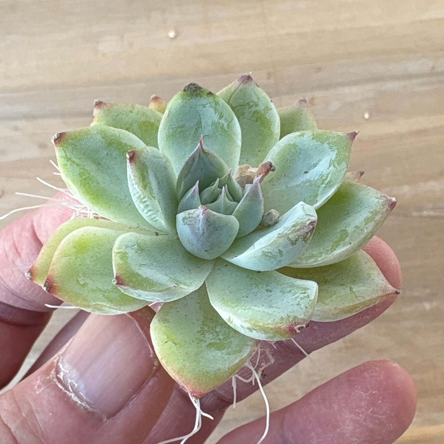 ピンククリスタルローズ　A品　2025-12-01