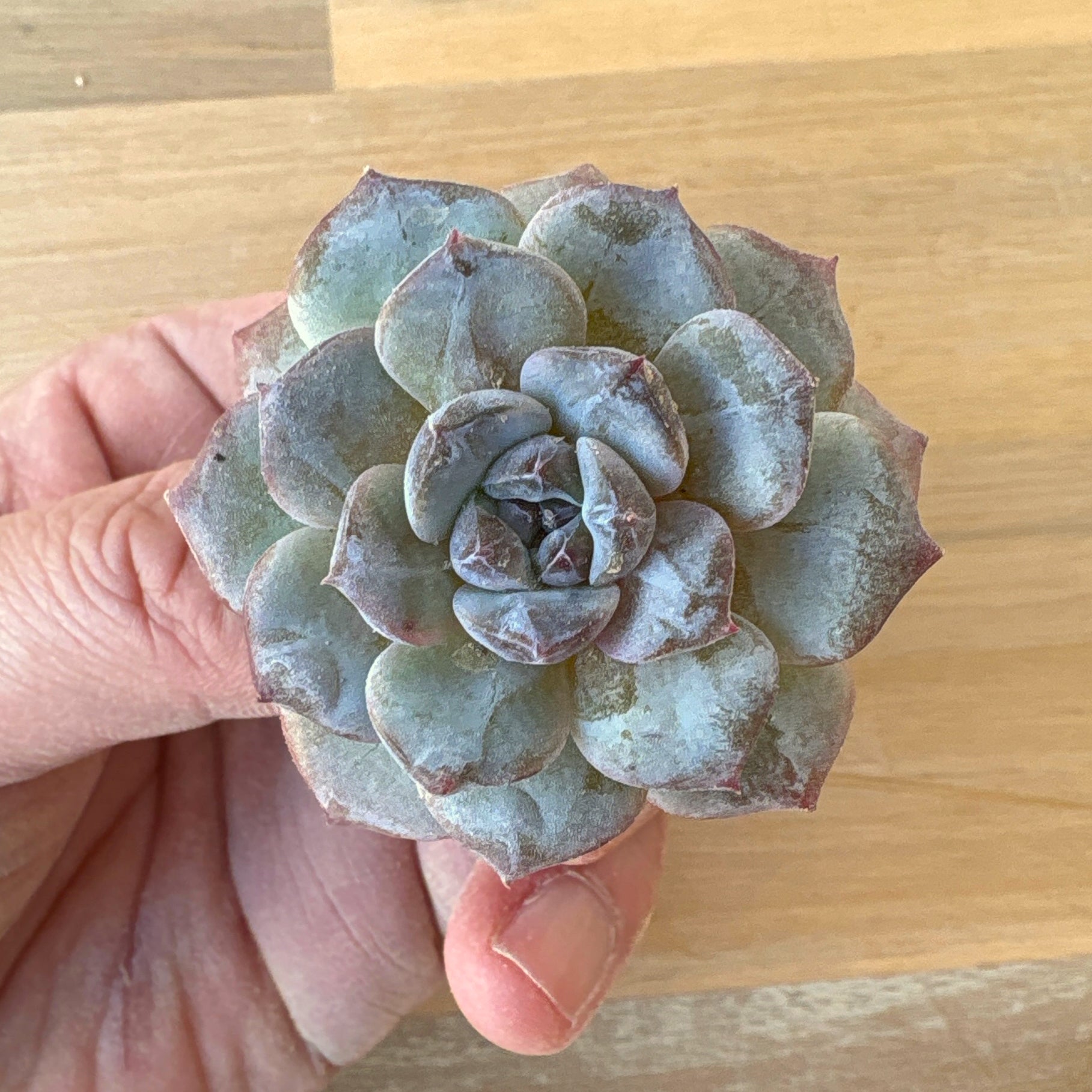 希少❤️堀川コロラータ✨no3 新商品 – Page 2 – Bull Succulent