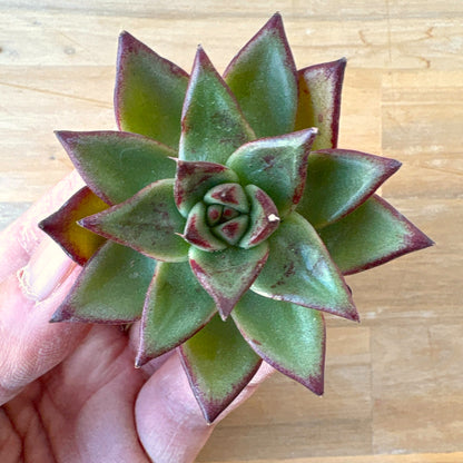 ロカ　A品 　2025-12-01