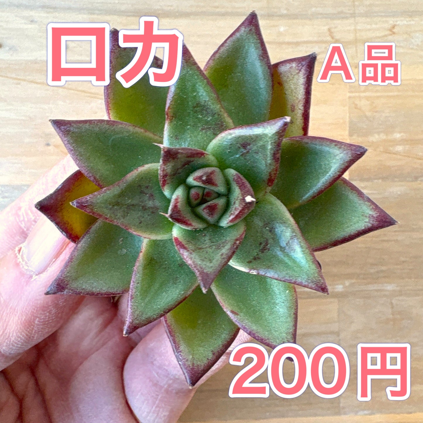 ロカ　A品 　2025-12-01