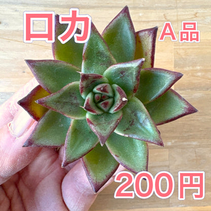 ロカ　A品 　2025-12-01