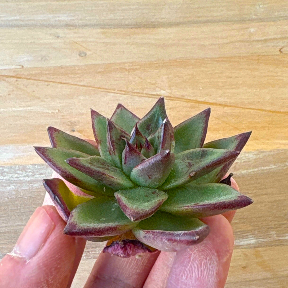 ロカ　A品 　2025-12-01