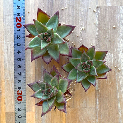 ロカ　A品 　2025-12-01