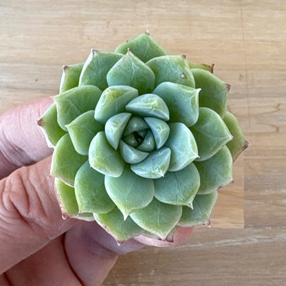 ラインクィーン　A品　2025-12-01