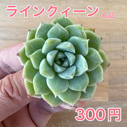 ラインクィーン　A品　2025-12-01