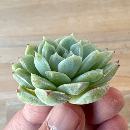 ラインクィーン　A品　2025-12-01