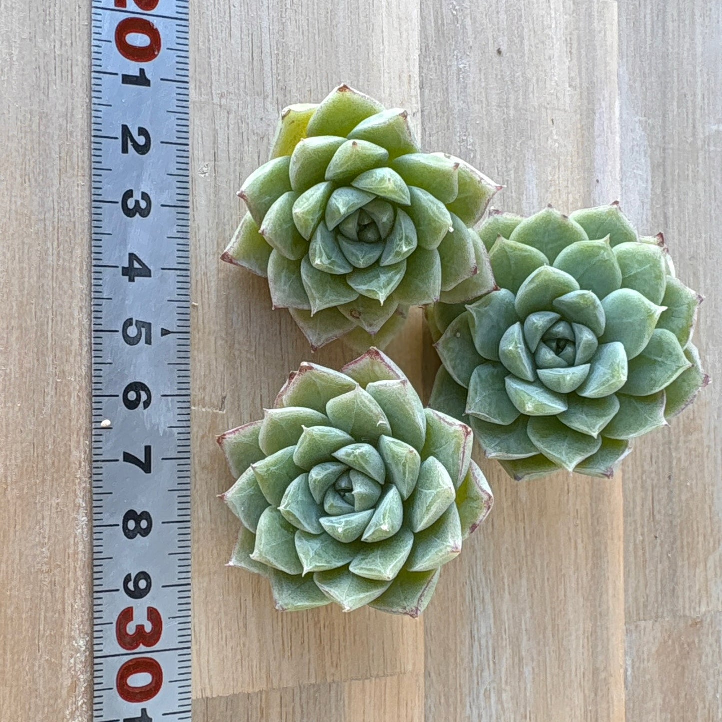 ラインクィーン　A品　2025-12-01