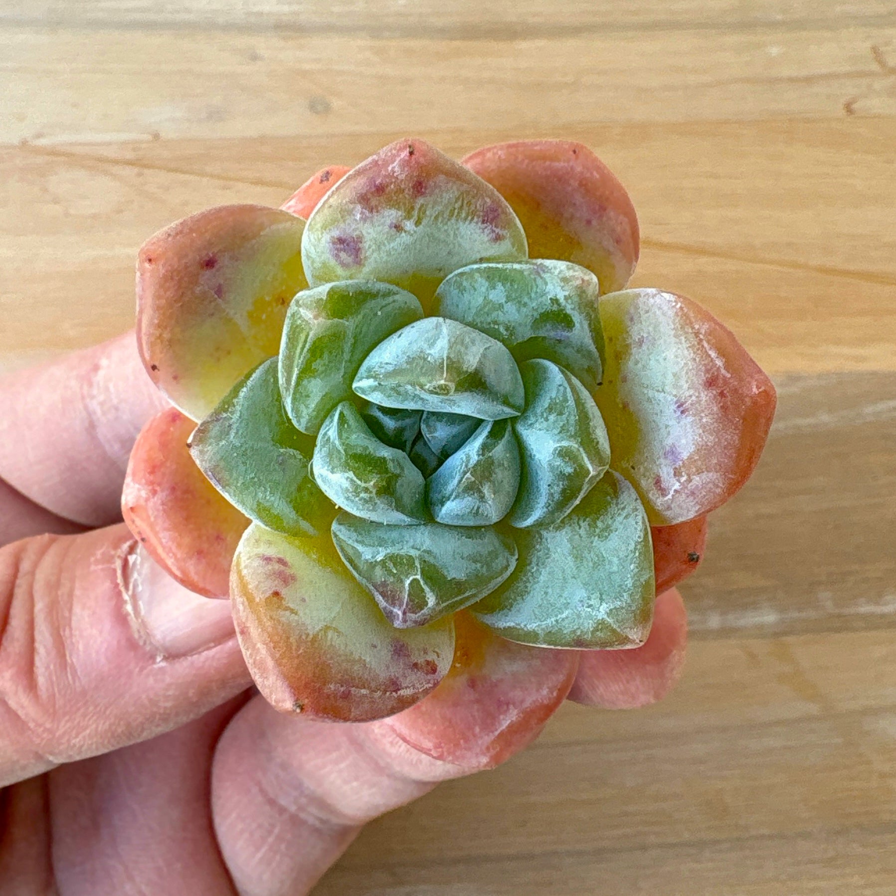 ピンクアレックス A品 2025-12-01 – Bull Succulent