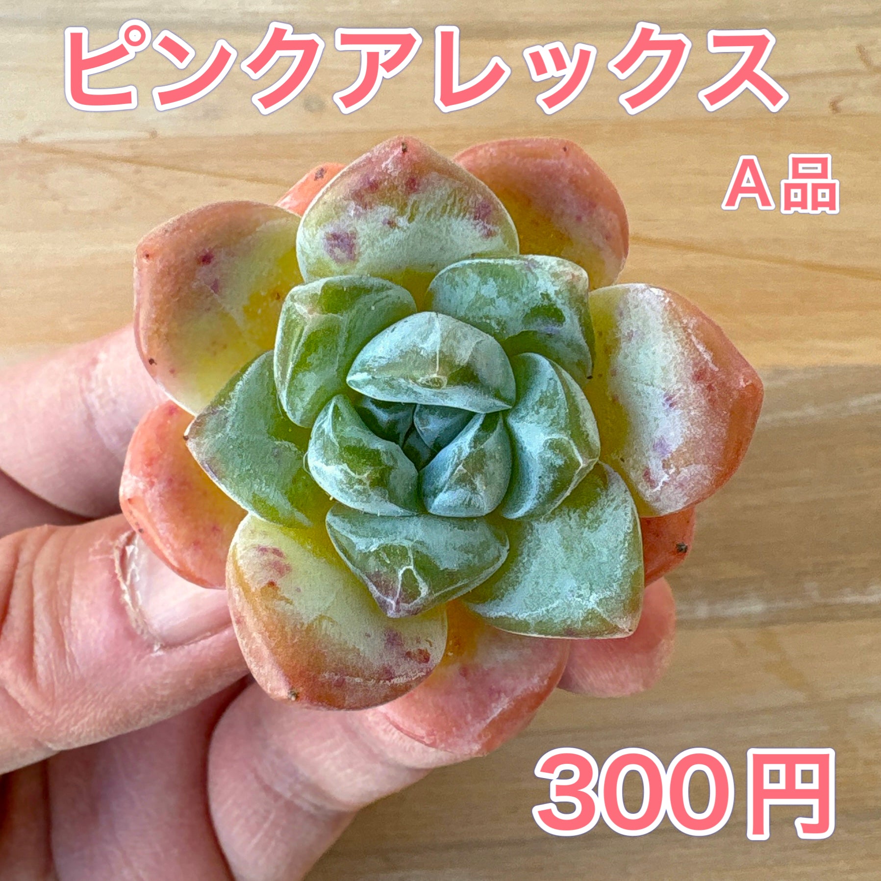 エケベリア – Bull Succulent