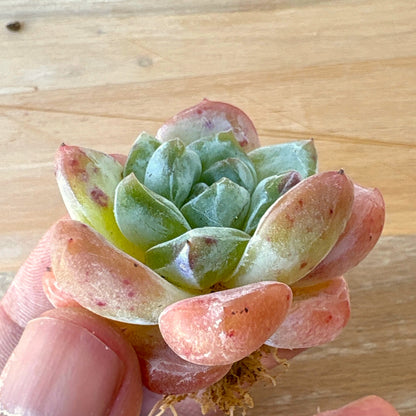 ピンクアレックス　A品　2025-12-01