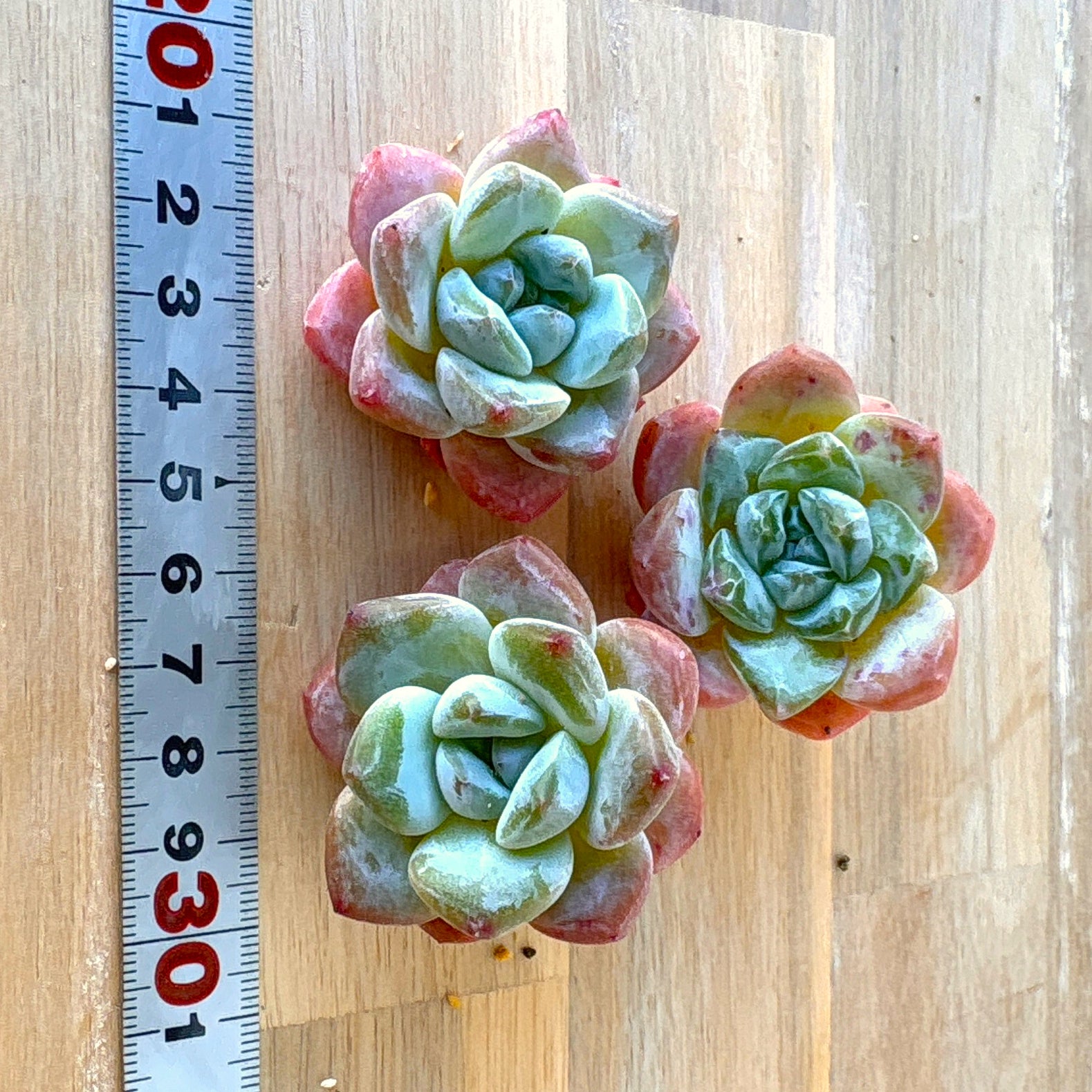ピンクアレックス A品 2025-12-01 – Bull Succulent