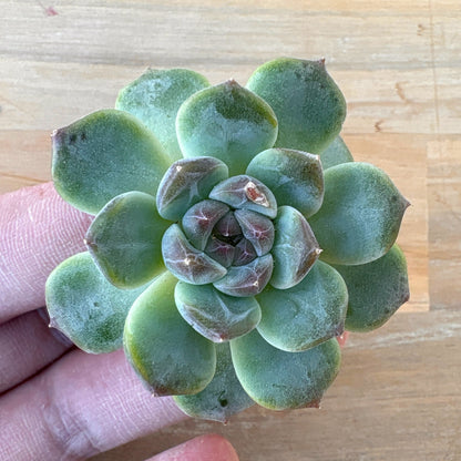 グリーンジェニー　A品　2025-12-01