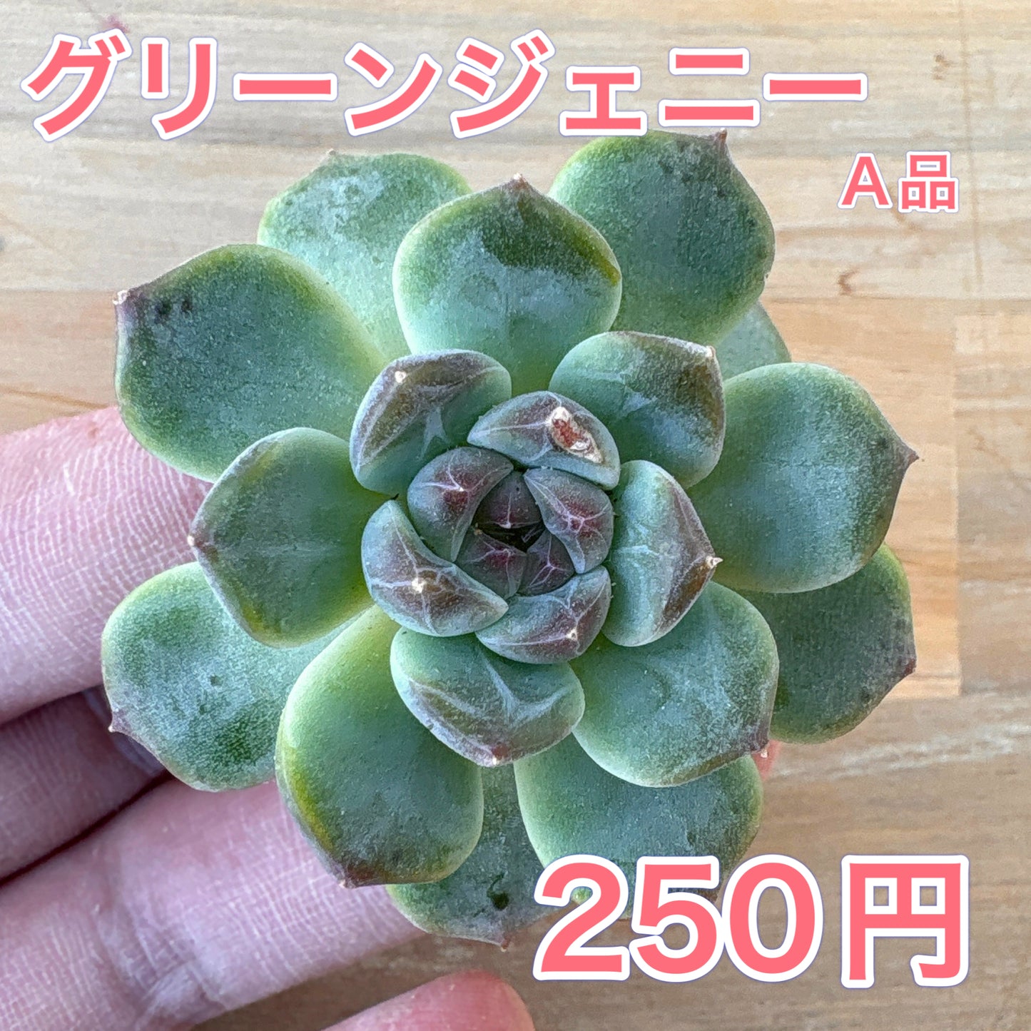 グリーンジェニー　A品　2025-12-01