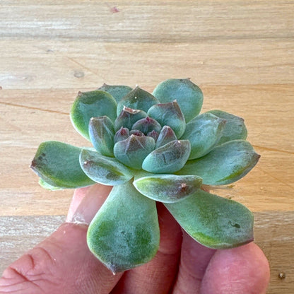 グリーンジェニー　A品　2025-12-01