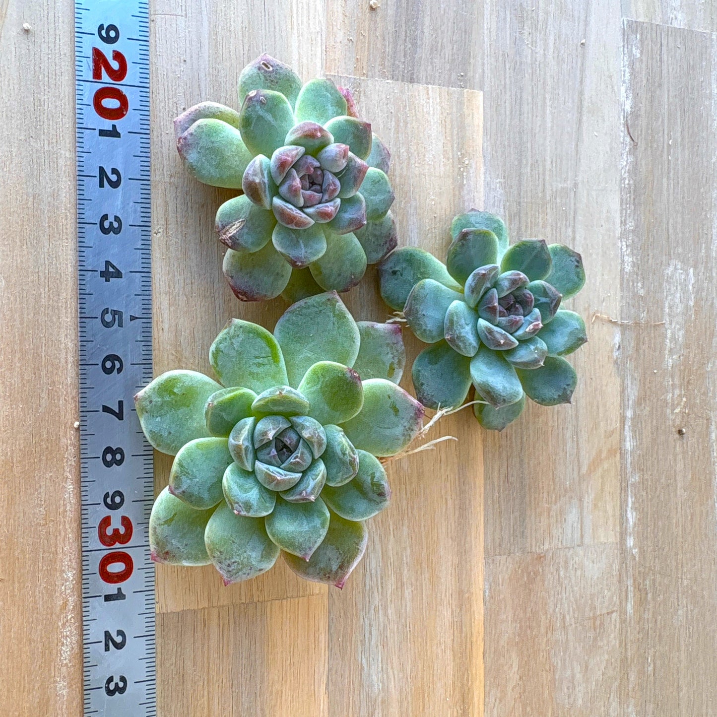 グリーンジェニー　A品　2025-12-01