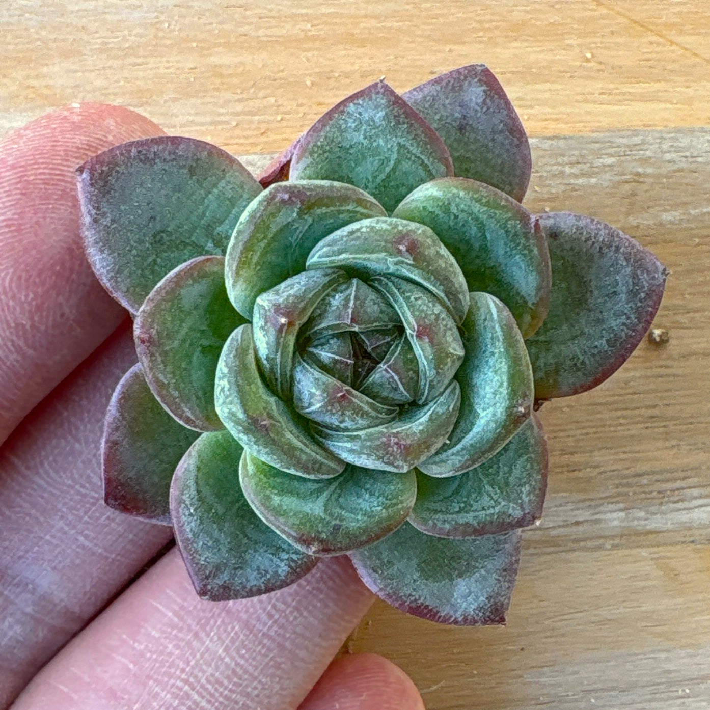 商品一覧 – Page 5 – Bull Succulent