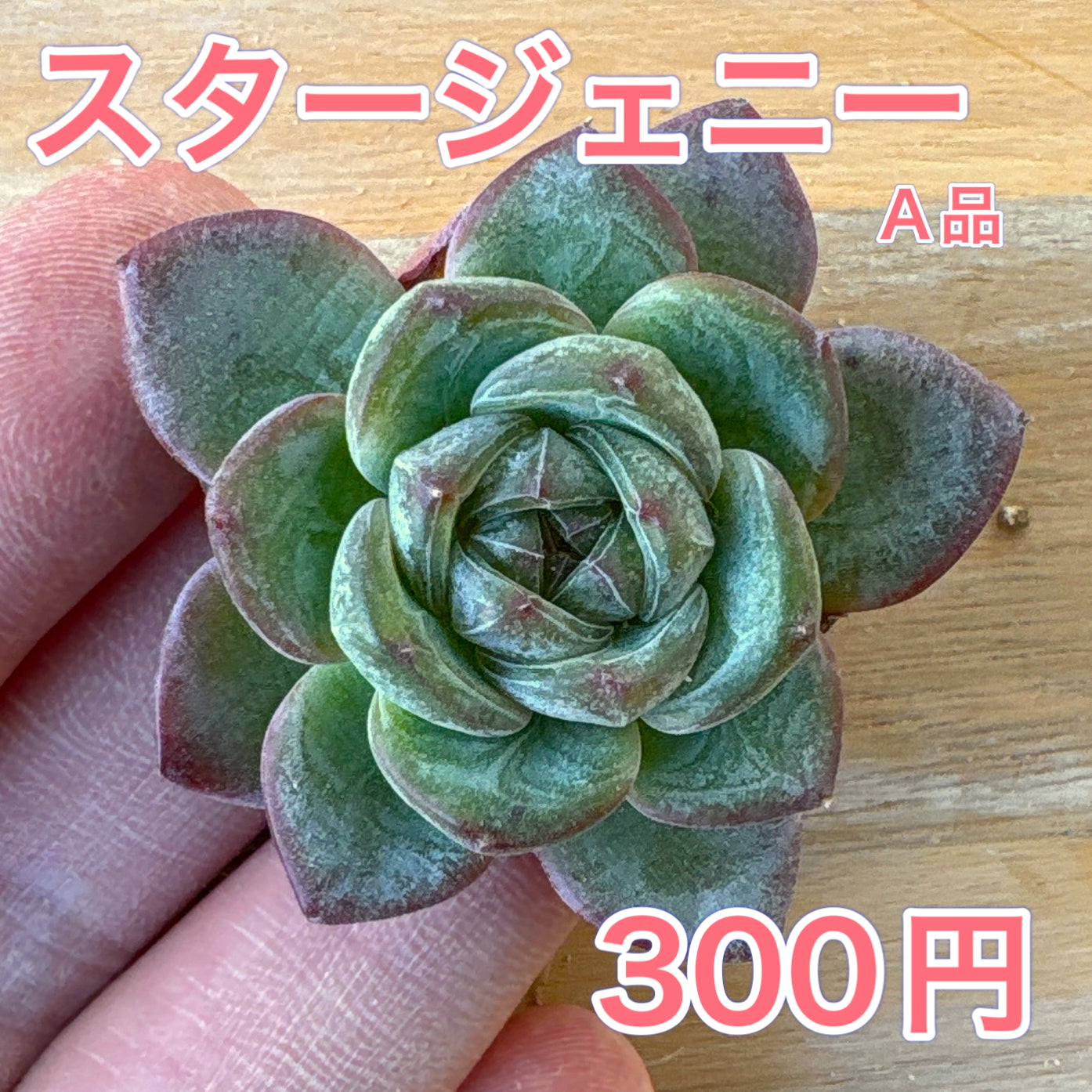 🌿多肉植物🌿 | ふじさき食彩テラス｜青森県藤崎町の