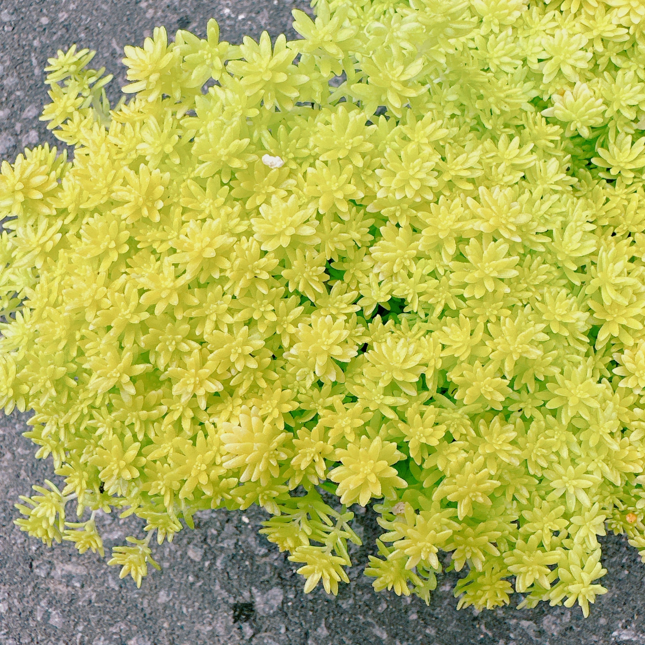 フクリンマンネングサ – Bull Succulent