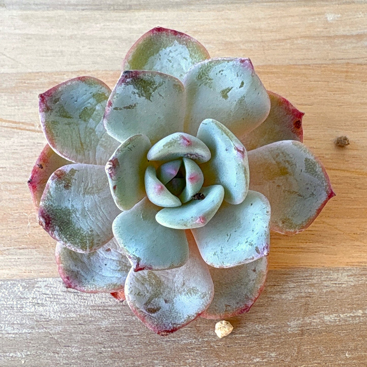 丸葉モンブラン　A品　2025-12-01