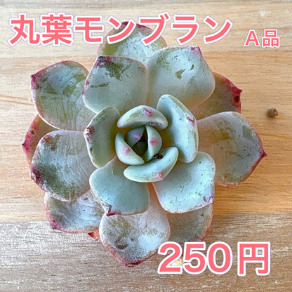 丸葉モンブラン　A品　2025-12-01